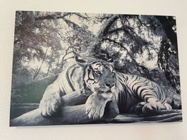 Tiger Bild, Leinwandbild, Schwarz/Weiss, Top! 40x60