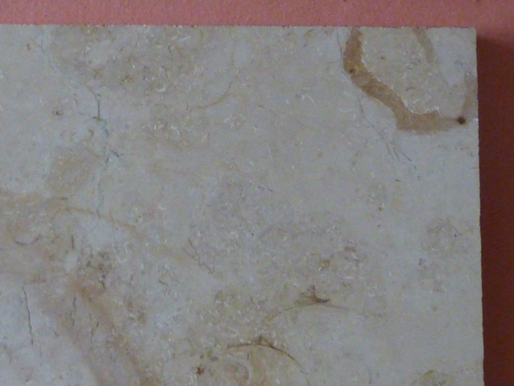 Fossili: Kalksteinplatte mit Ammoniten – Usato da Triengen venduto da Nussbaum14 6