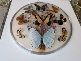 Schmetterlinge