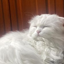 Profile image of pannacottage