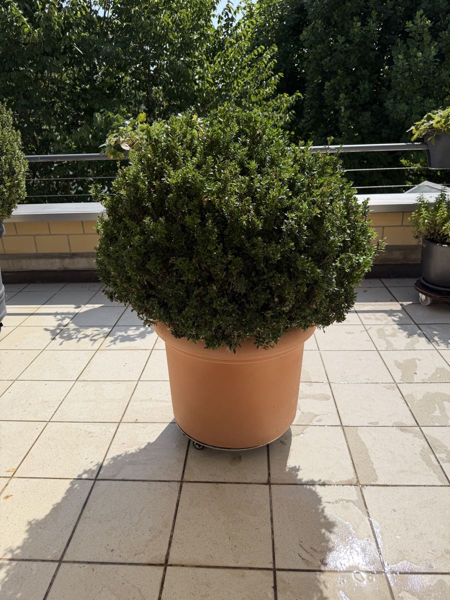 Pflanzen & Samen: Schöner Buchsbaum (Buxus) – Gebraucht aus Schaffhausen von Fakelaki 1