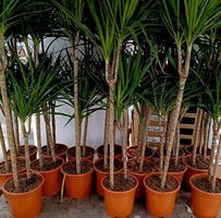 XL (100 cm)  Zimmerpflanze Dracaena MARGINATA 🌴 XL 100 cm