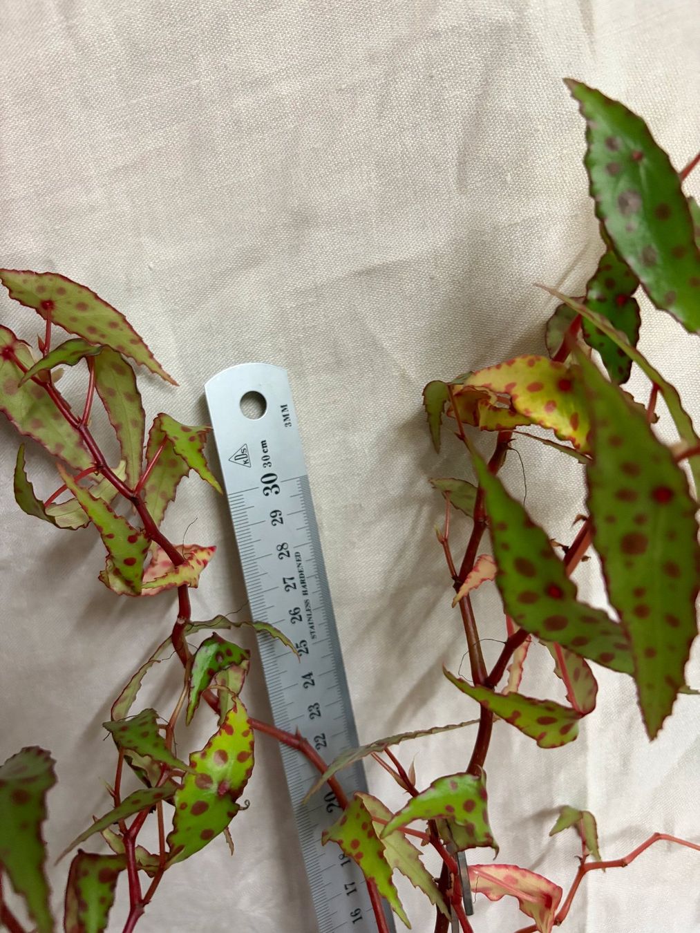 Plantes & graines: Begonia amphioxus – D'occasion à Winterthur par Aniger 3