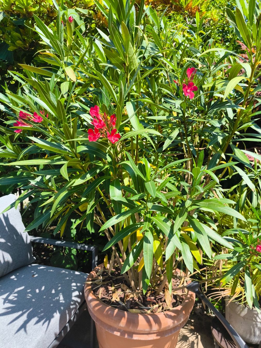 Pflanzen & Samen: Oleander Pflanze im Terrakotta Topf – Gebraucht aus Fahrwangen von lea_bgp9 1