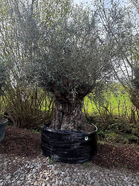 Pflanzen & Samen: Olivenbaum "Olea Europea 20" – Gebraucht aus Zuckenriet von Thur_Plant 1