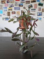 Tradescantia pallida