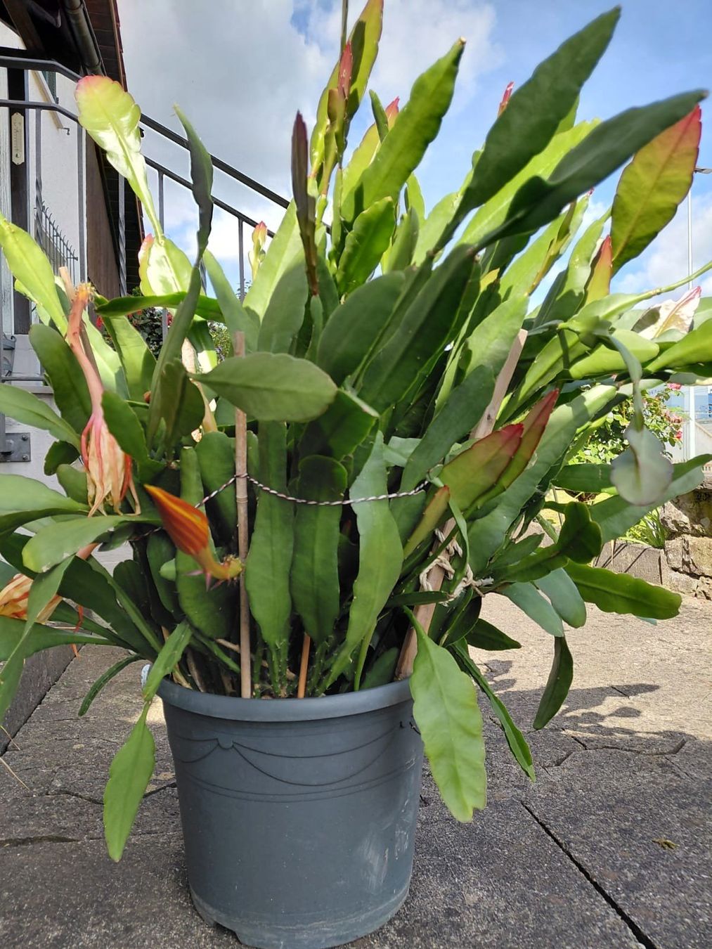 Plantes & graines: Blattkaktus – D'occasion à Frauenfeld par stonefishstony 2