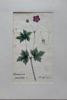 Lithographie um 1800, Botanik, RAR!