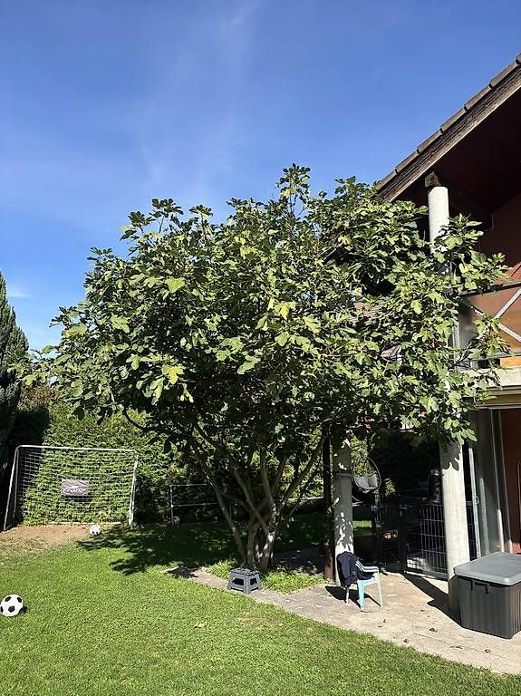 Piante & sementi: Grosser Feigenbaum GRATIS abzugeben – Usato da Thun venduto da Valu92