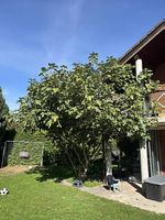Grosser Feigenbaum GRATIS abzugeben
