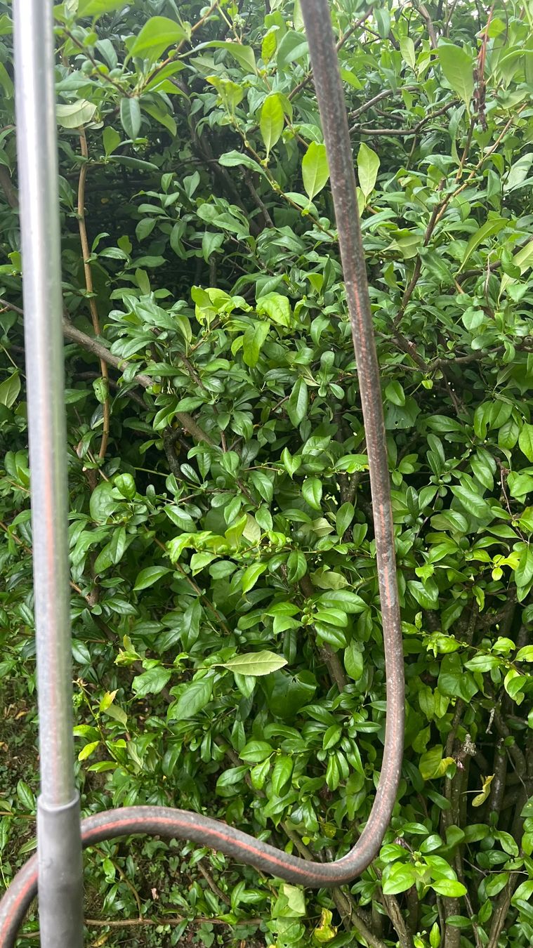 Gardena Docce: Gardena Gartendusche – Usato da Schübelbach venduto da Dolly990_2 5