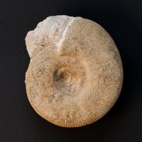 XL Ammonit - Perisphinctes sp. aus Maine/Loire - Frankreich
