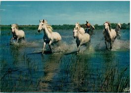 Chevaux sauvages dans les Marais, estimée 1965