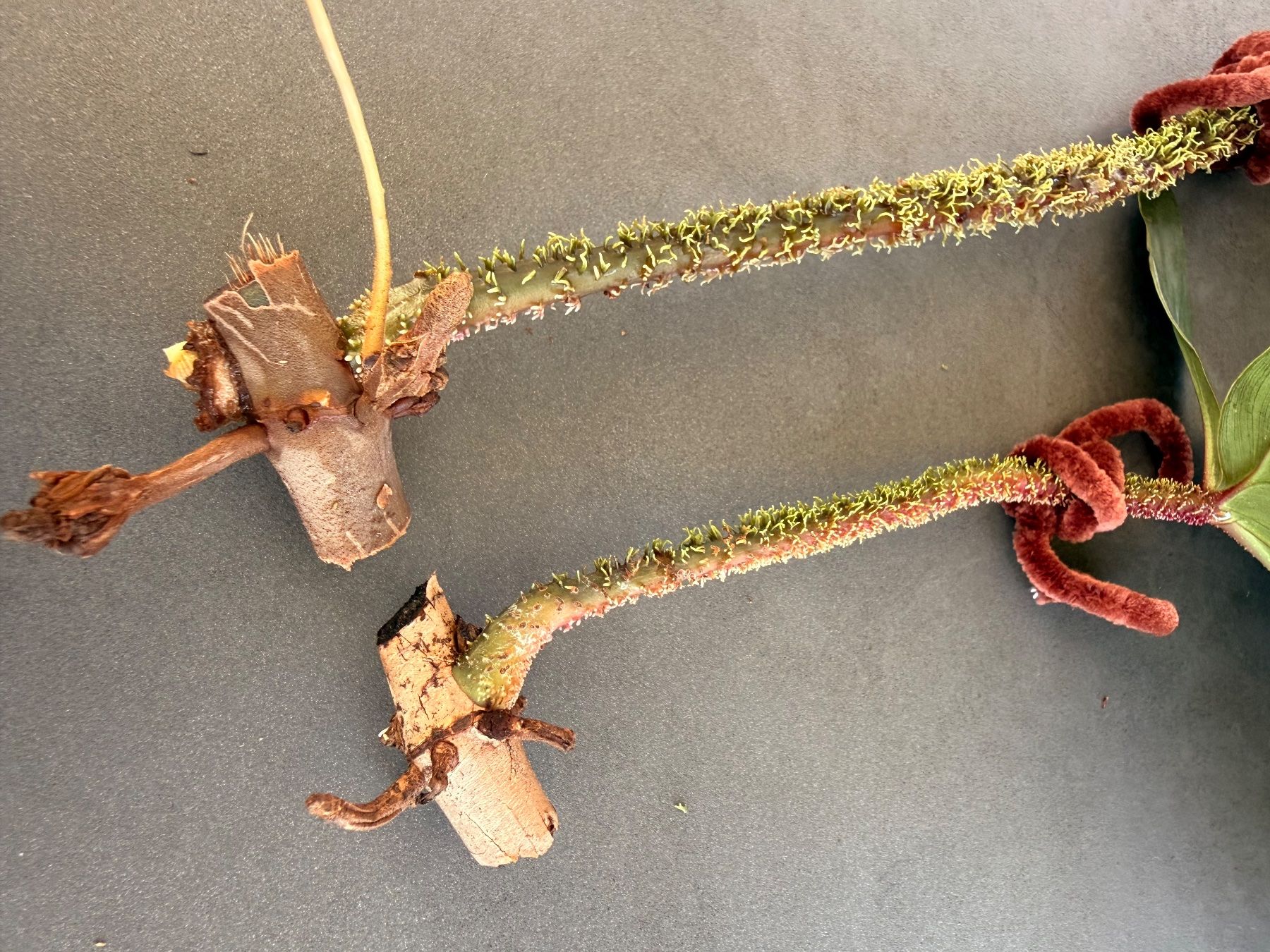 Piante & sementi: Philodendron Squamiferum 2/3 – Usato da Rafz venduto da jca_98p5 2