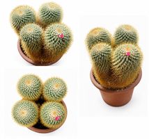 🌵 Großer, außergewöhnlicher Mammillaria-Kaktus – Sammlerstü