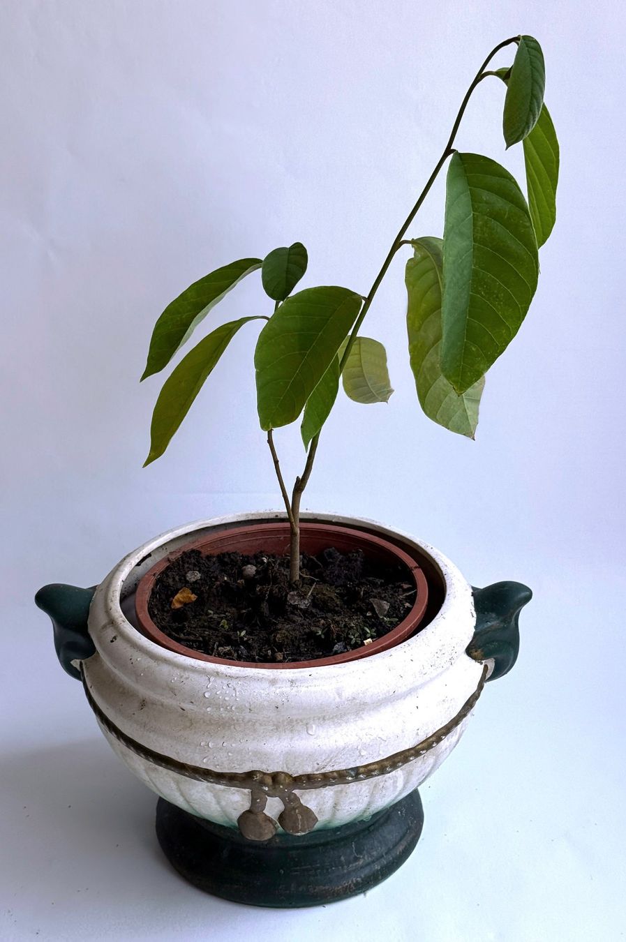 Plantes & graines: Cherimoya*Annona***** – Neuf (Voir description) à Dübendorf par Orchid18 1