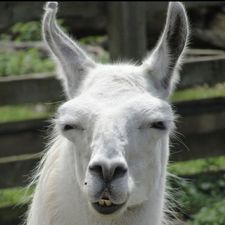 Profile image of Rahelita85