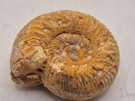 Ammonit aus Marokko – echtes Fossil aus der Urzeit (33)