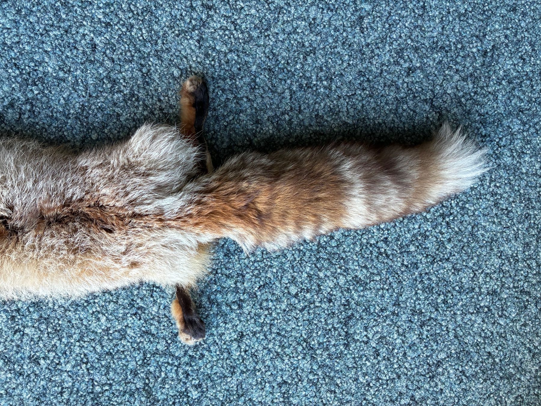 Monde des animaux: Rotfuchs Fell..125cm..ganzes Tier.. – D'occasion à Weiach par godsavethequeen 3