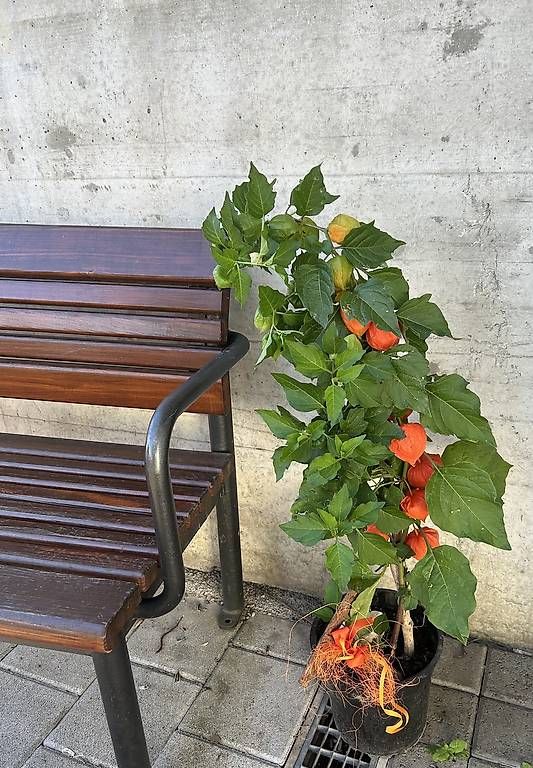 Plantes & graines: Physalis  – Neuf avec emballage d'origine à Frauenfeld par Irene.Schuppli 4