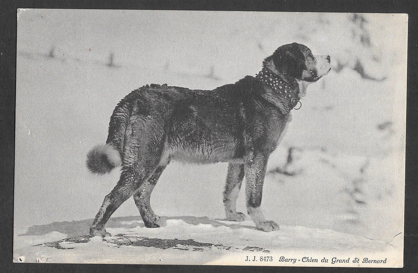 Cartoline postali: Grosser St. Bernard Bernardiner-Hund Barry – Usato da Olten venduto da clotaldi