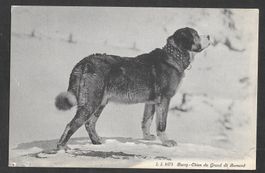 Grosser St. Bernard Bernardiner-Hund Barry