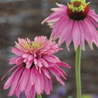 15 Samen  Echinacea SUPER DUPER