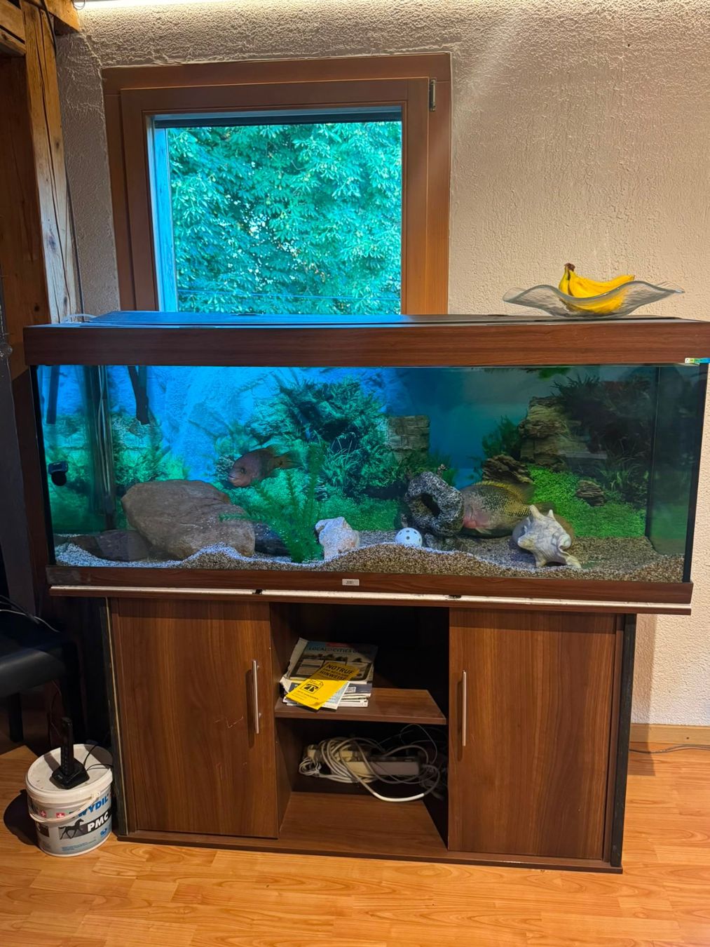 Acquari: 450 Liter Aquarium mit Fischen – Usato da Münchenbuchsee venduto da jan_s7mb