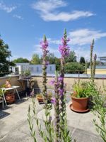 Balkon-/Gartenpflanze: Blutweiderich