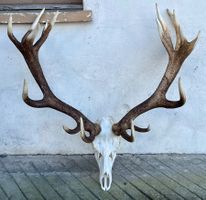Hirsch Geweih 11,7 Kg riesig!