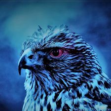 Profile image of Falconis