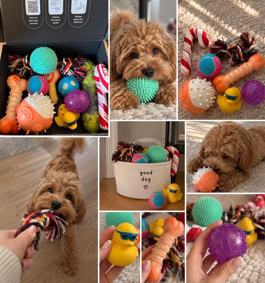 Spielzeuge: Hunde Spielzeug Set  – Gebraucht aus Uster von Jessicajjk