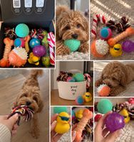 Hunde Spielzeug Set 