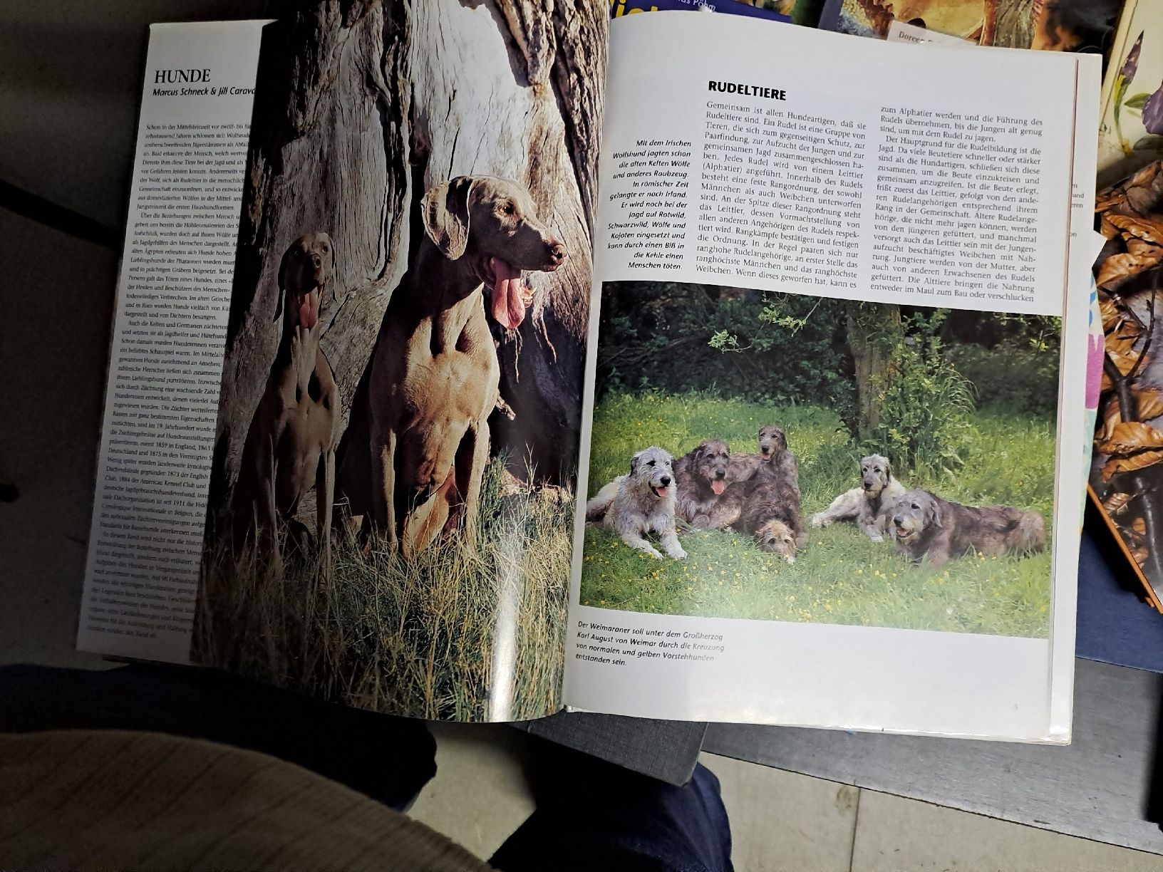 Libri: Hunde - Bildband von Marcus Schneck – Usato da Zürich venduto da Schoebi19 3