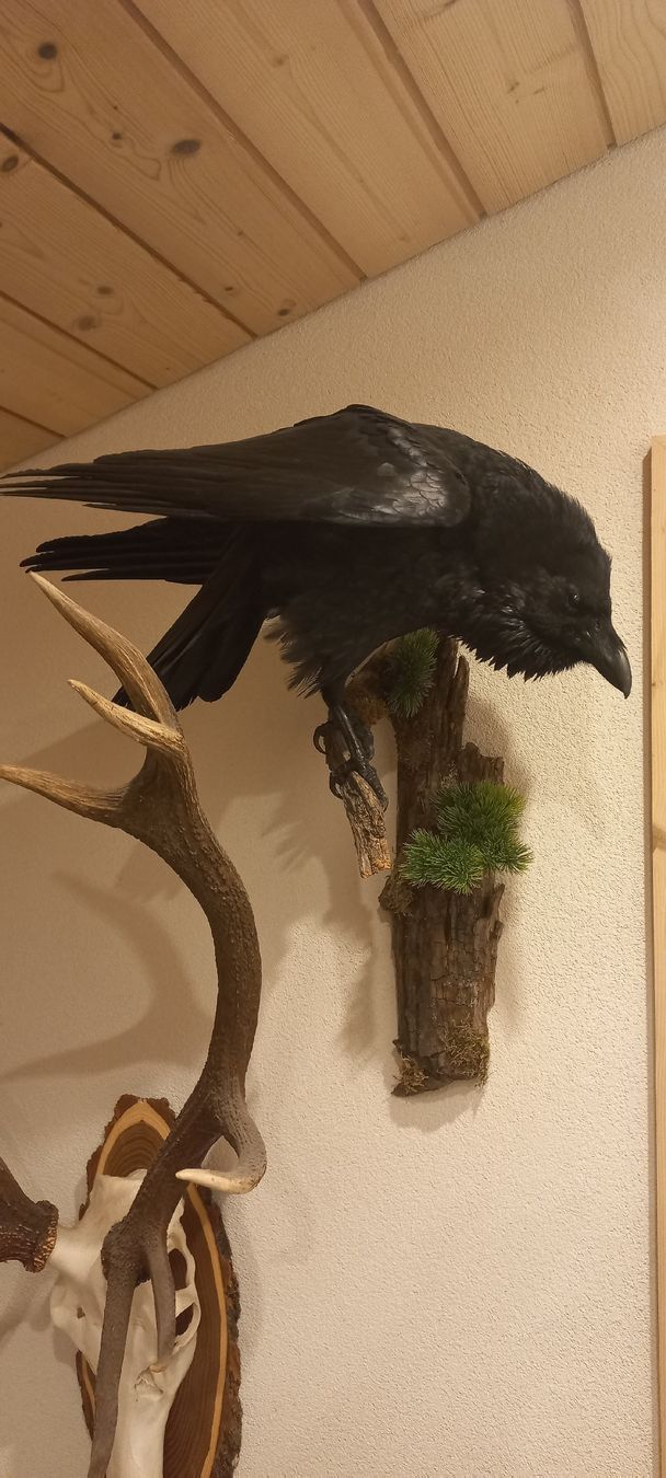 Il mondo degli animali: Präparat Kolkrabe – Nuovo (secondo la descrizione) da Mollis venduto da Resel1985 2