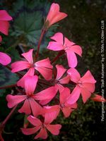 Pelargonium Zonale ‘Stadt Aalsmeer’ - historische Schönheit