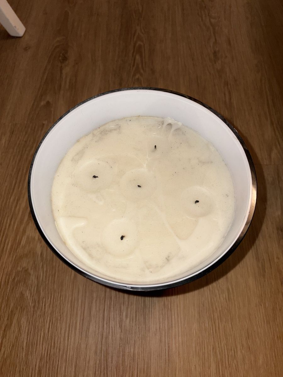 Baobab Candele: Baobab Collection Kerze 24 Max Marble – Usato da Luzern venduto da poe_5fml 2
