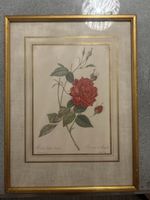 Gerahmtes botanisches Bild Rosa Indica Cruenta