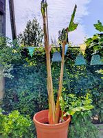 Region Freiland Bananenpflanzen (Musa Basjoo)