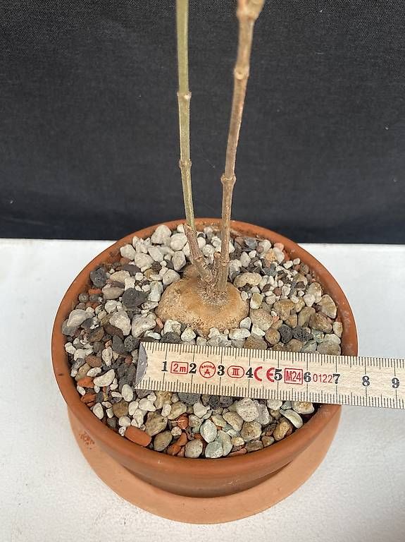 Piante & sementi: Caudex Baseonema gregorii – Usato da Liestal venduto da PrebenZwei 4