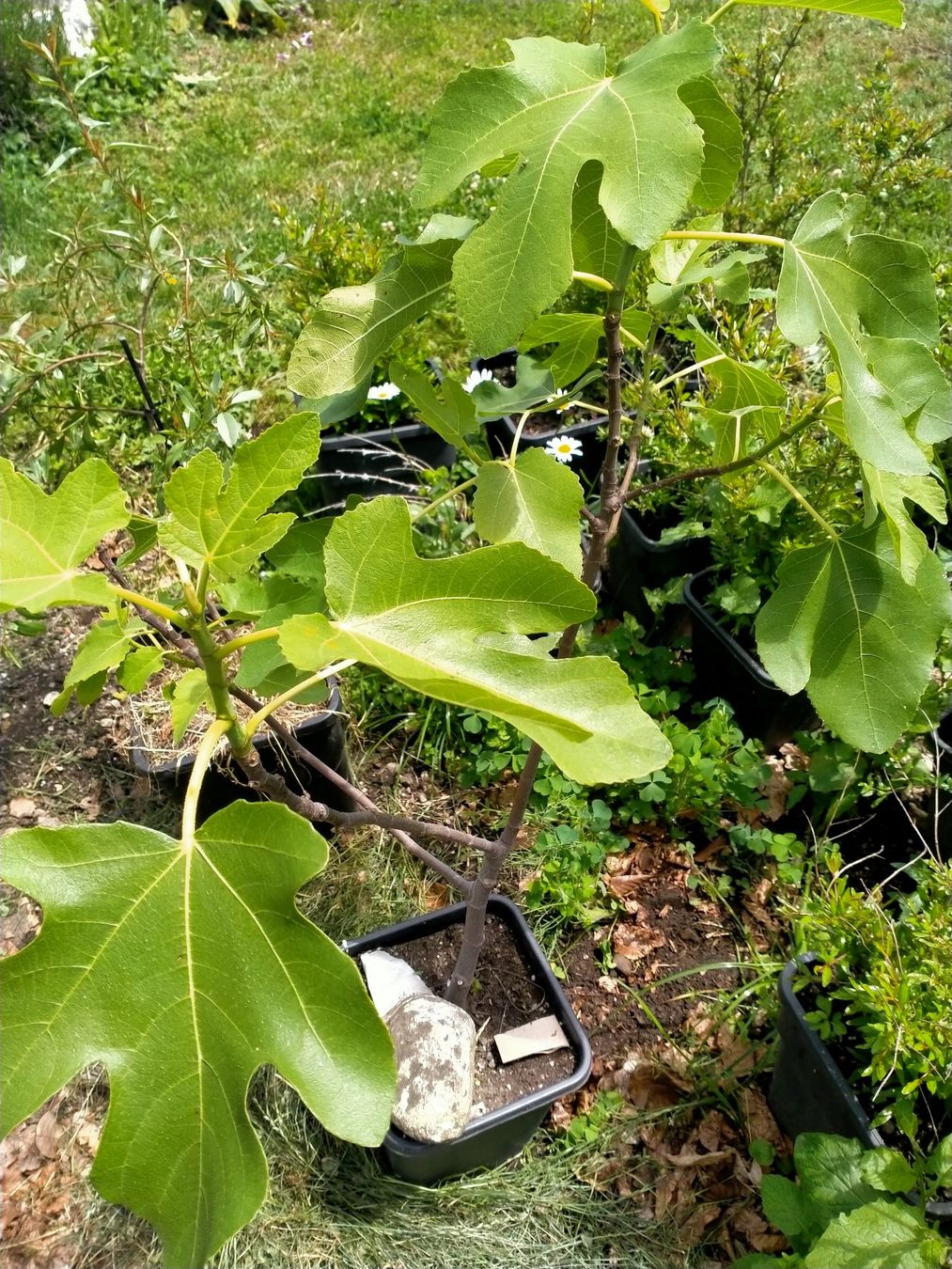 Piante & sementi: Bio Feigenbaum Höhe mit Topf ca. 100cm (14) – Usato da Küssnacht am Rigi venduto da perlboote