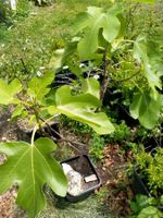 Bio Feigenbaum Höhe mit Topf ca. 100cm (14)