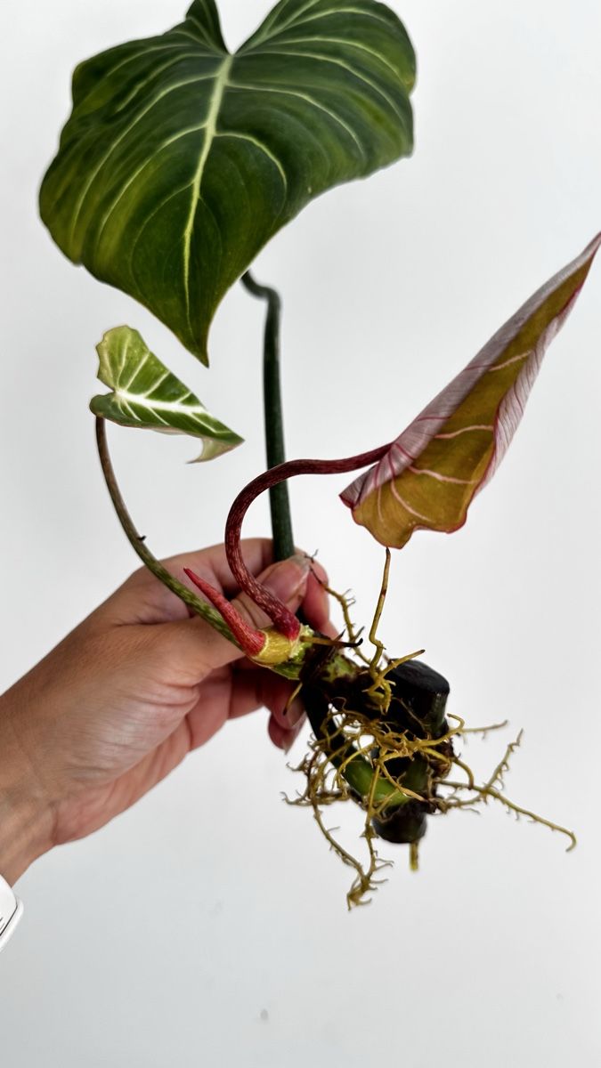Philodendron Gloriosum Ableger  Seltene Zimmerpflanze (Gebraucht) in  Aathal-Seegrben fr CHF 12  mit Lieferung auf Ricardo kaufen
