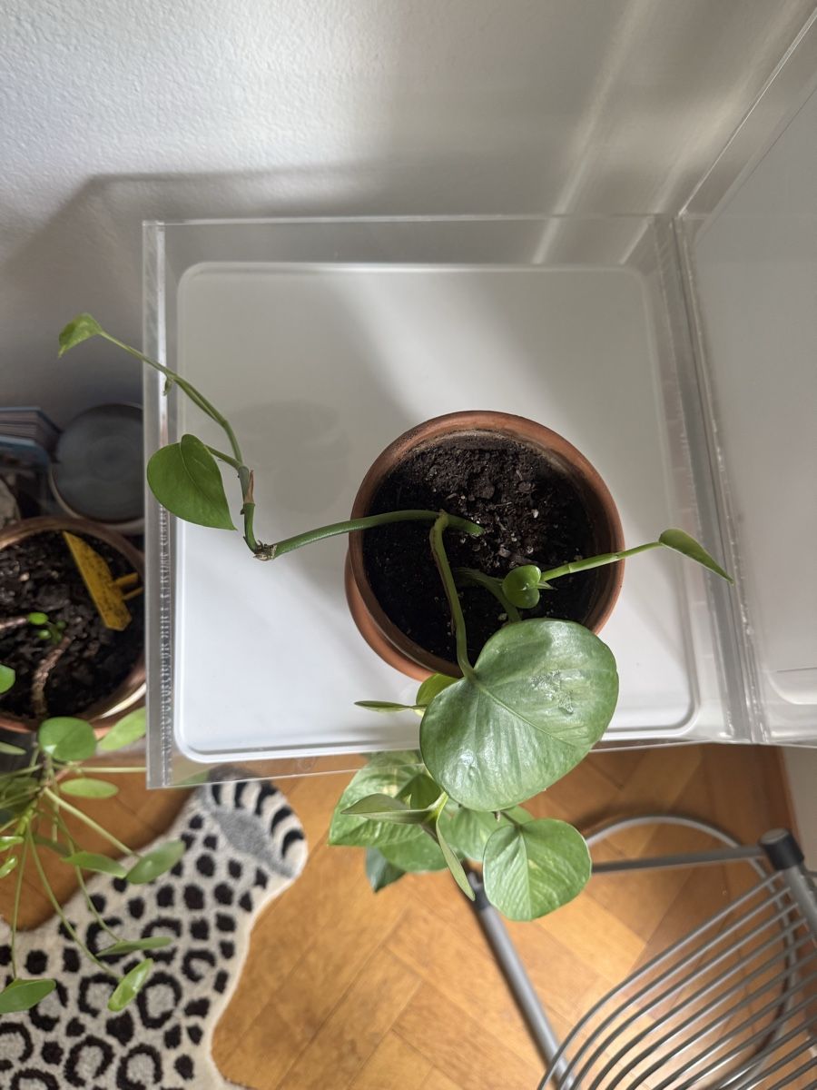Piante & sementi: Pothos plant - 2 available  – Usato da Zürich venduto da kri_zhv2 3