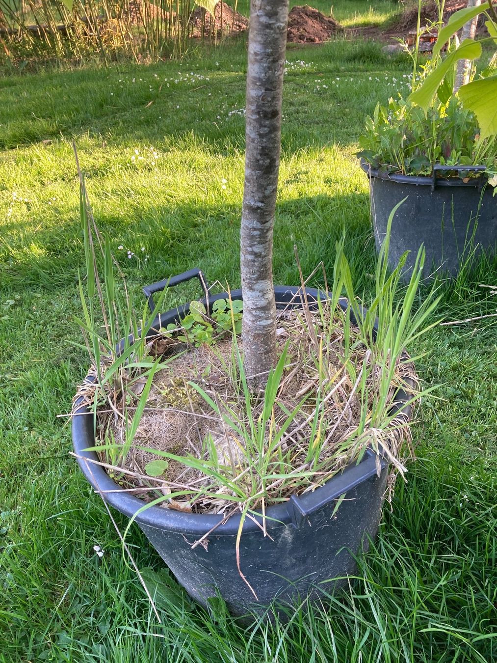 Pflanzen & Samen: Sommerlinde. Lindenbaum – Gebraucht aus Walde AG von remo_globi 2