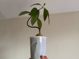 Avocado tree (curved trunk) (bonsai style)
