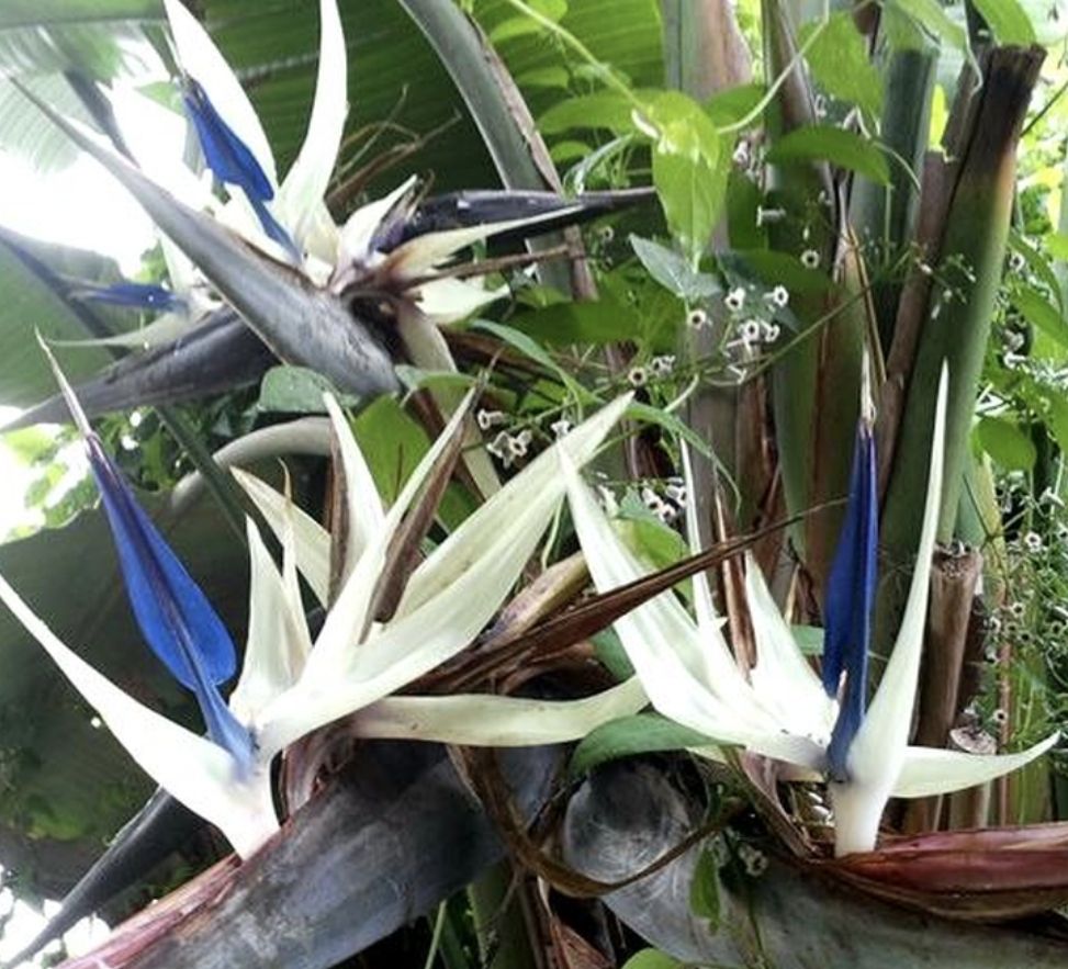 Pflanzen & Samen: XL Strelitzia " Augusta "oder "Alba", 100 cm hoch NUR 1 STK! – Neu und originalverpackt aus Rovio von POSITIFFARTandPLANTS