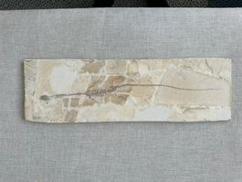 Schwimmsaurier Sinohydrosaurus (Hyphalosaurus) lingyuanensis