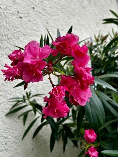 Plantes & graines: Oleander Rot, volle Blüte – D'occasion à Egliswil par didiflu 1