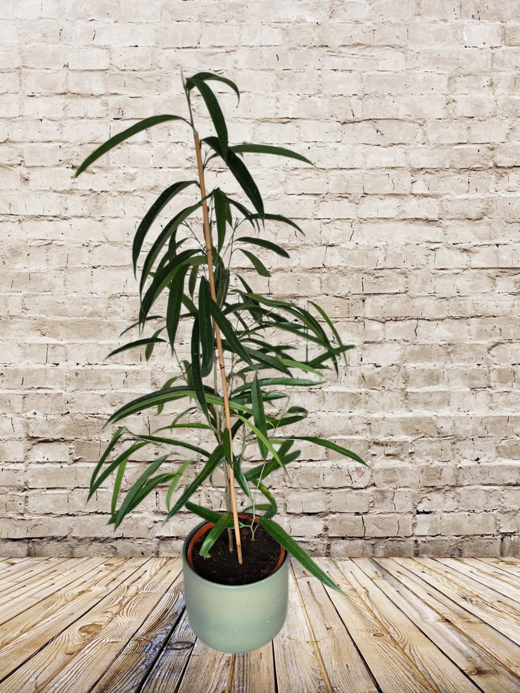 Piante & sementi: Birkenfeige / Ficus 'Alii – Usato da Aarburg venduto da Glitzerzauber 2